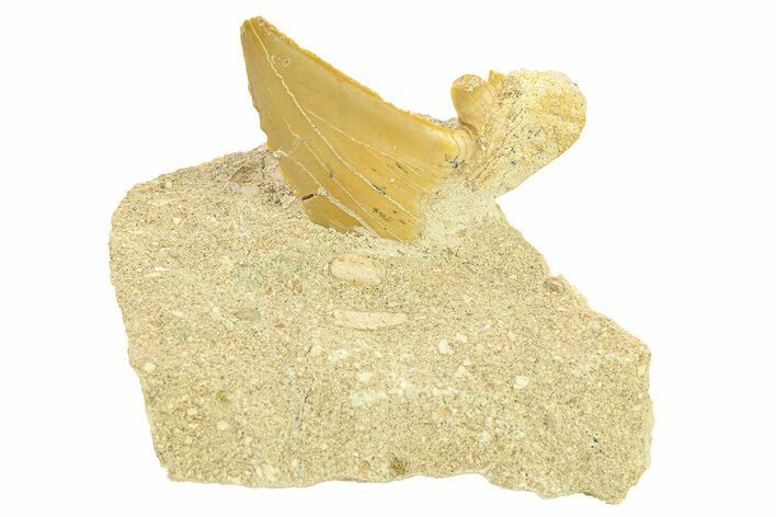 Otodus Shark Tooth Fossil in Rock - Morocco #291998